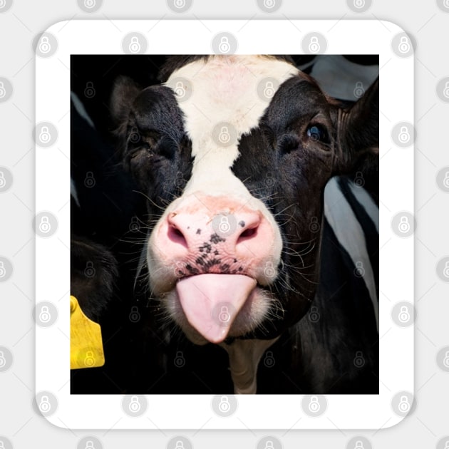 Close Up Of Little Calf Cow Funny Cute Cow Sticker by Karin Wright